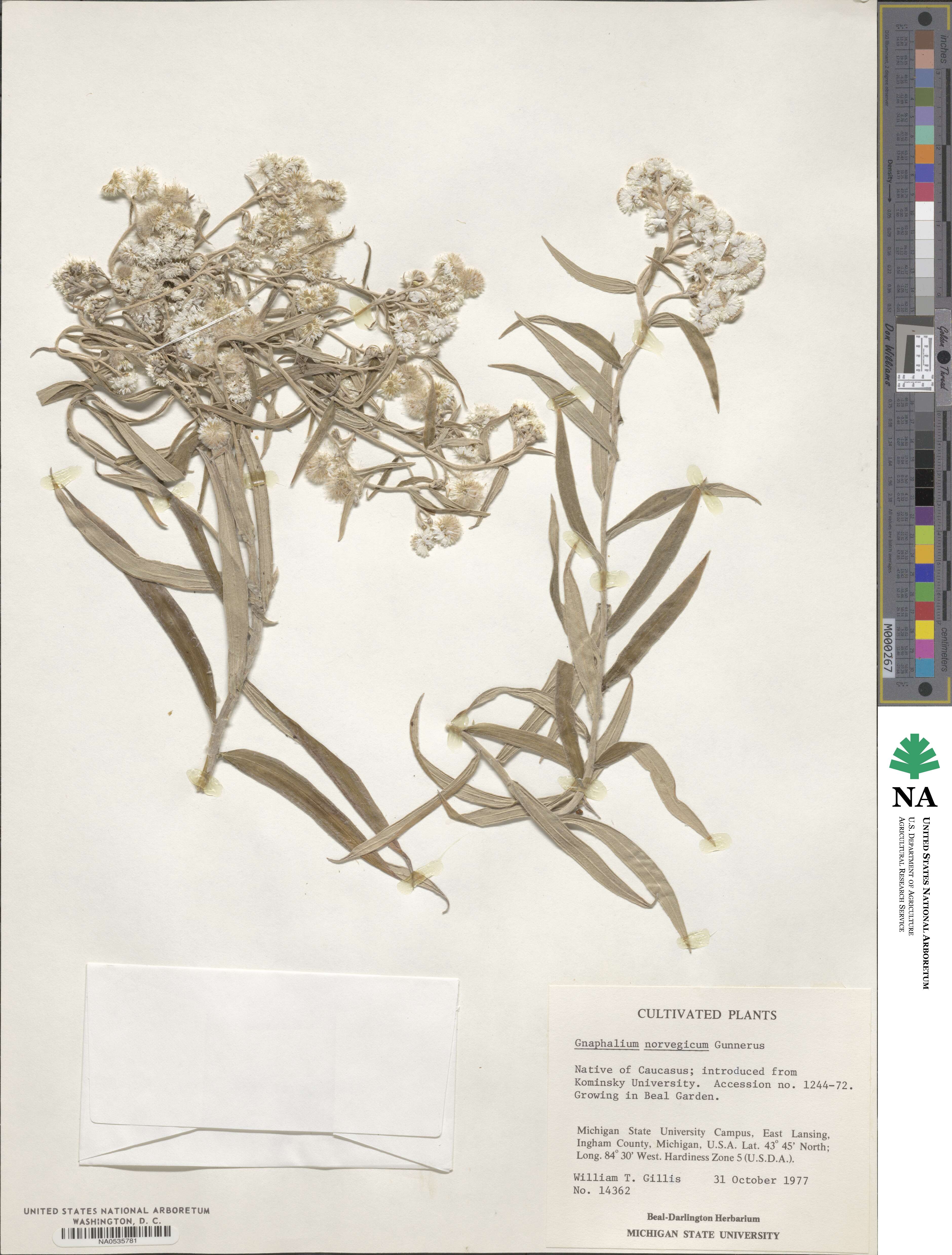 Omalotheca norvegica image