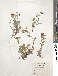 Gamochaeta spiciformis image