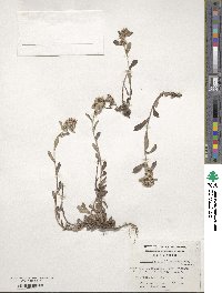 Gamochaeta spiciformis image