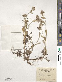 Gamochaeta spiciformis image