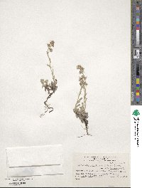Gamochaeta spiciformis image