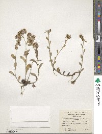 Gamochaeta spiciformis image