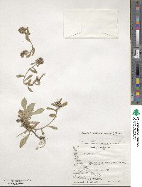 Gamochaeta spiciformis image
