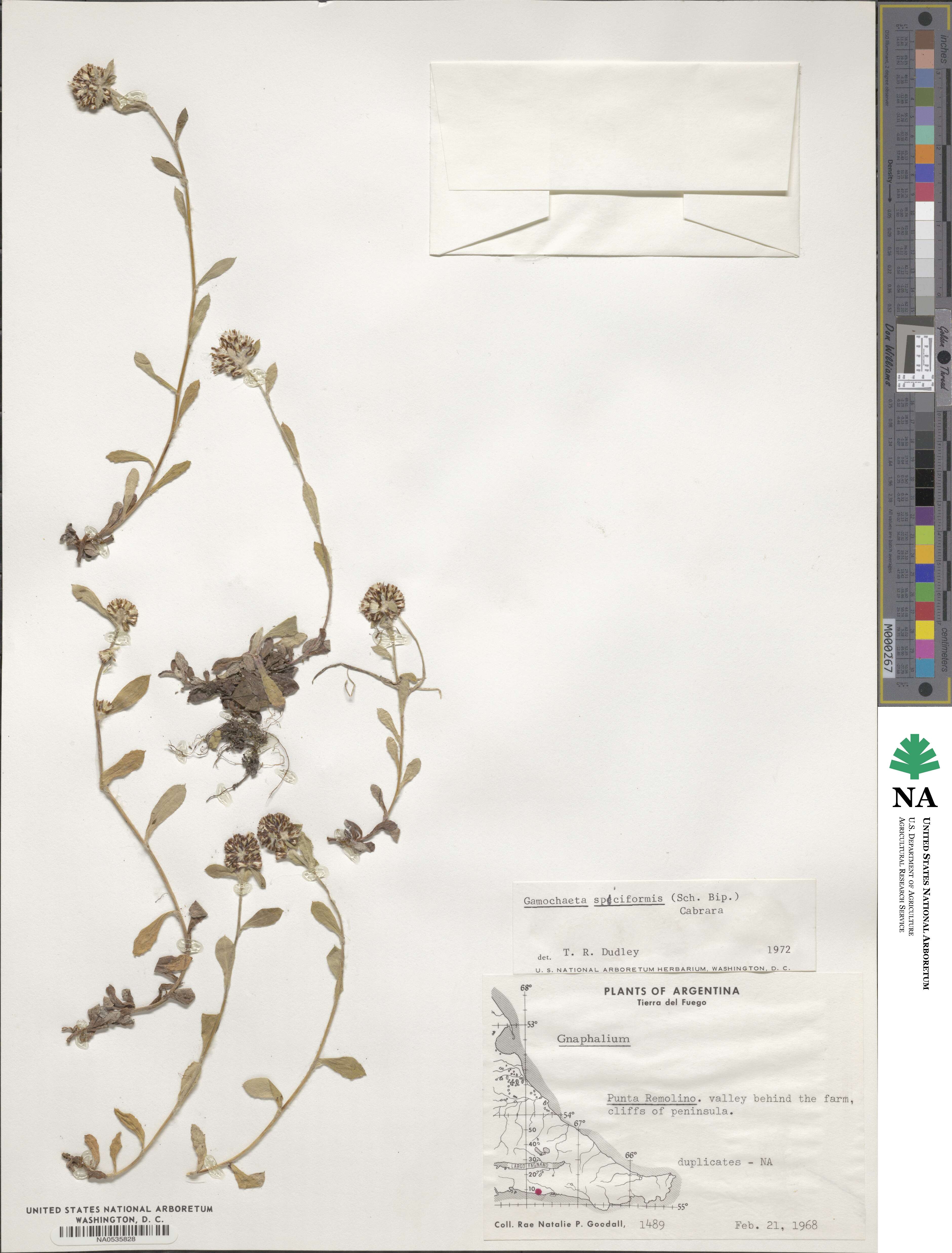 Gamochaeta spiciformis image