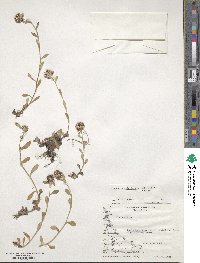 Gamochaeta spiciformis image