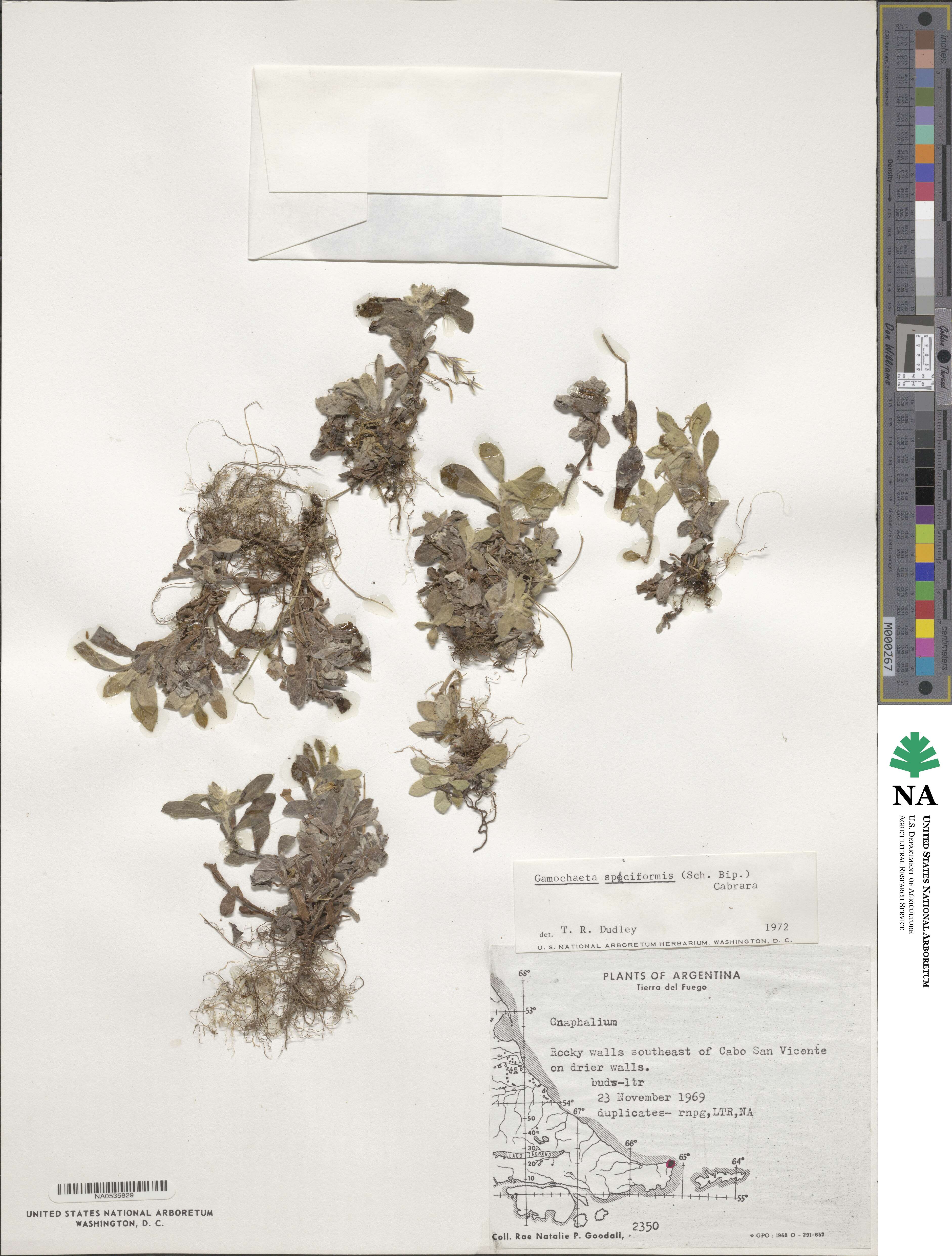 Gamochaeta spiciformis image