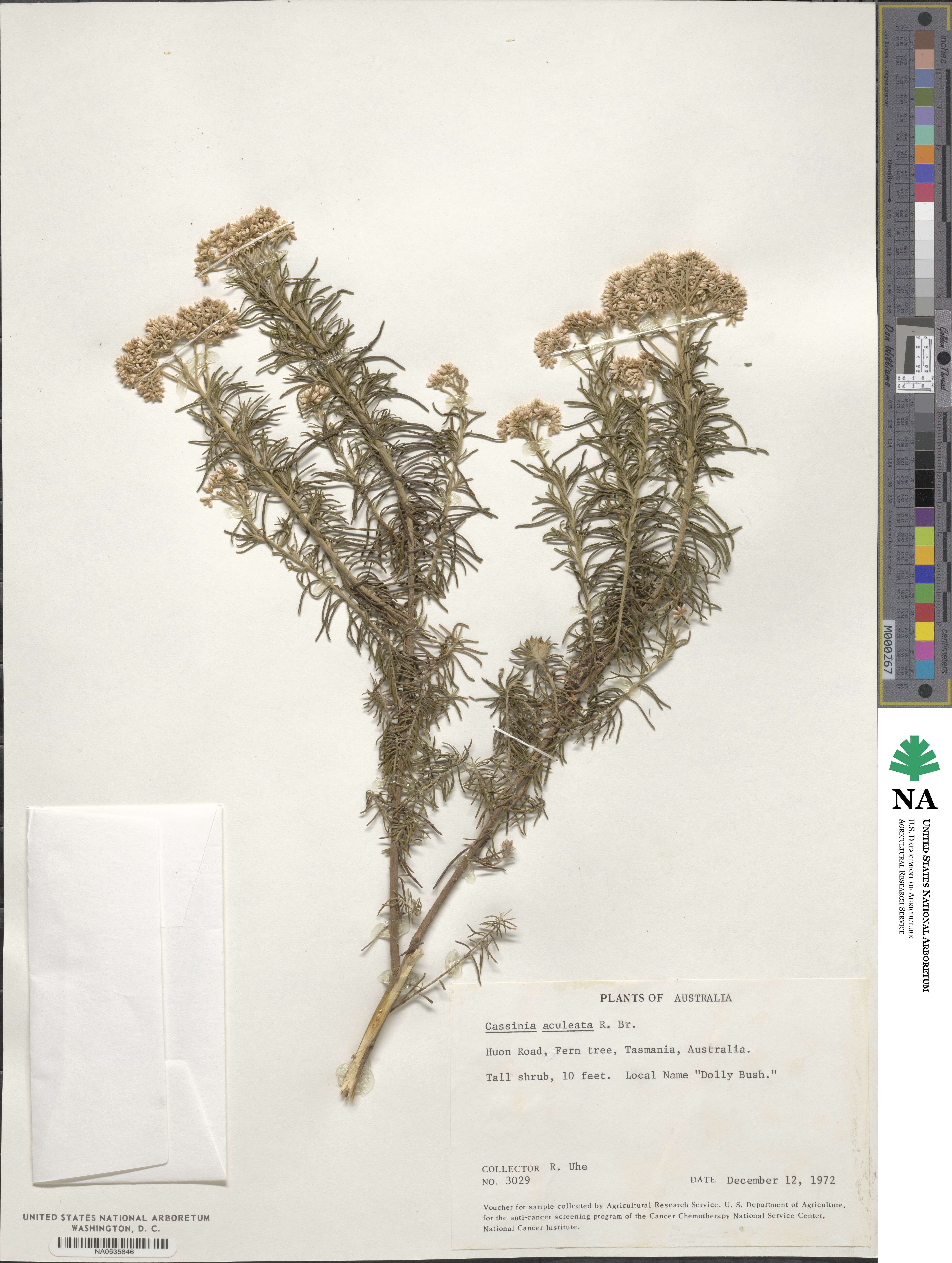 Cassinia aculeata image