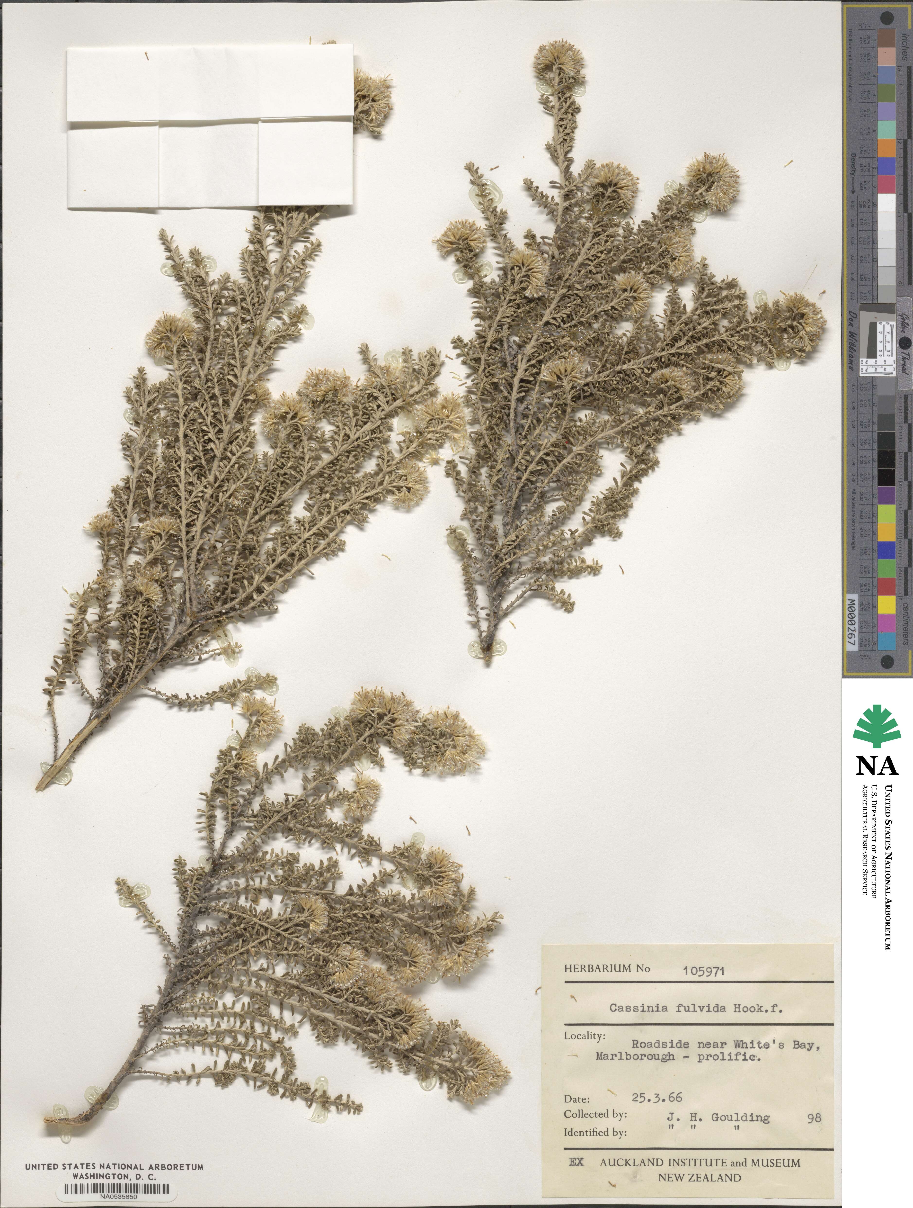 Ozothamnus leptophyllus image