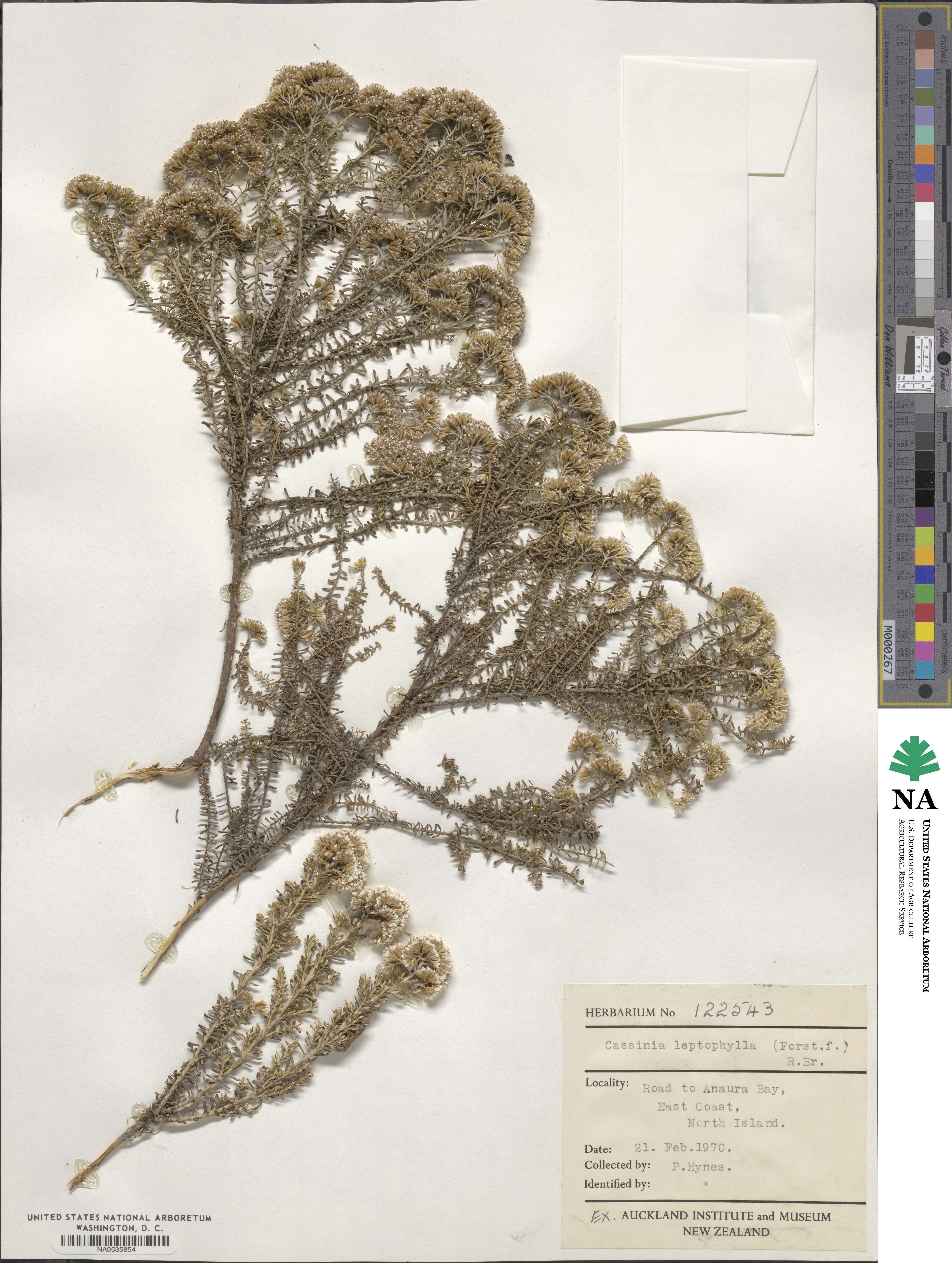 Cassinia leptophylla image
