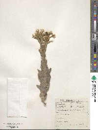 Syncarpha milleflora image