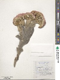 Syncarpha milleflora image