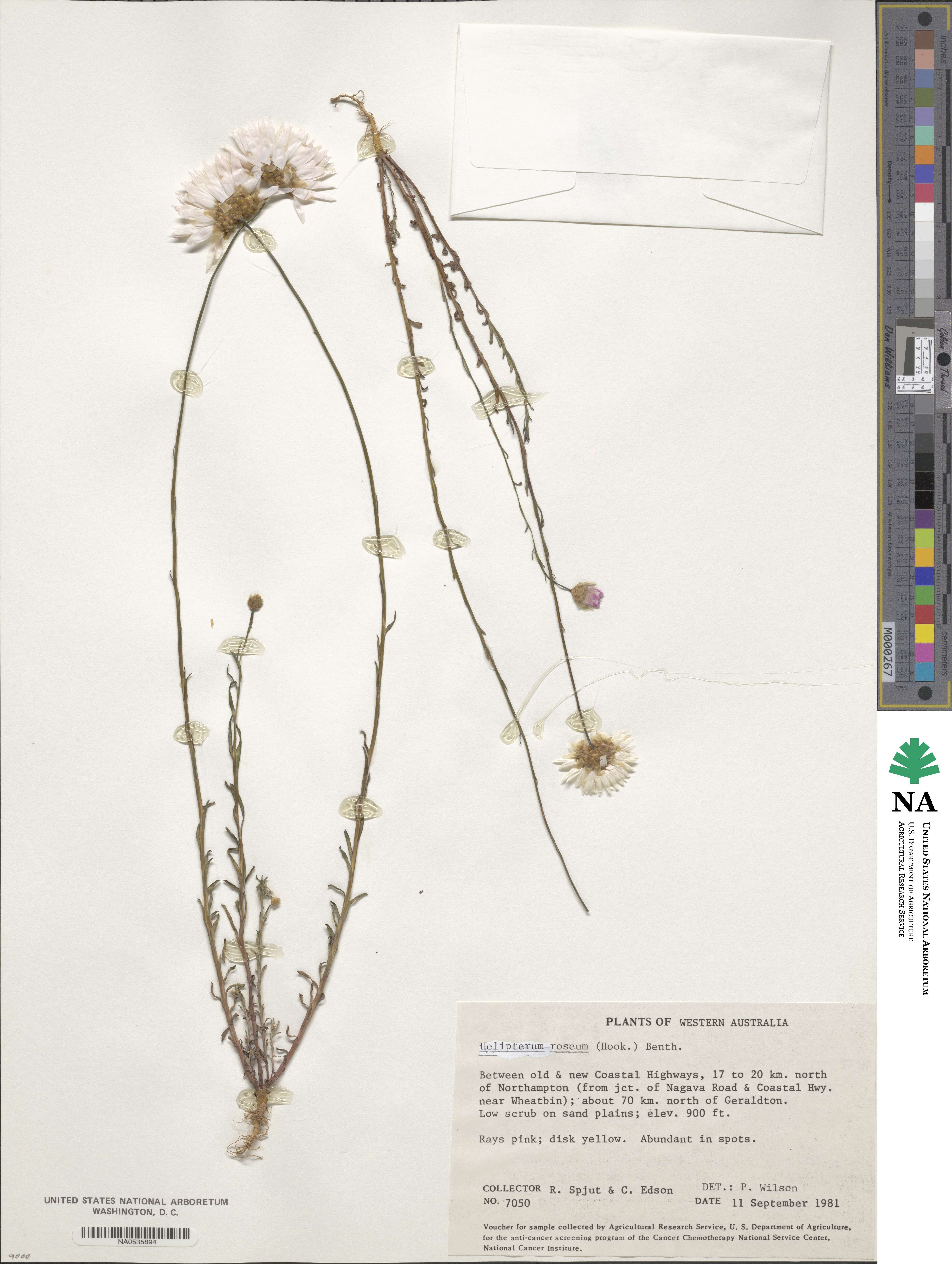 Rhodanthe chlorocephala subsp. rosea image