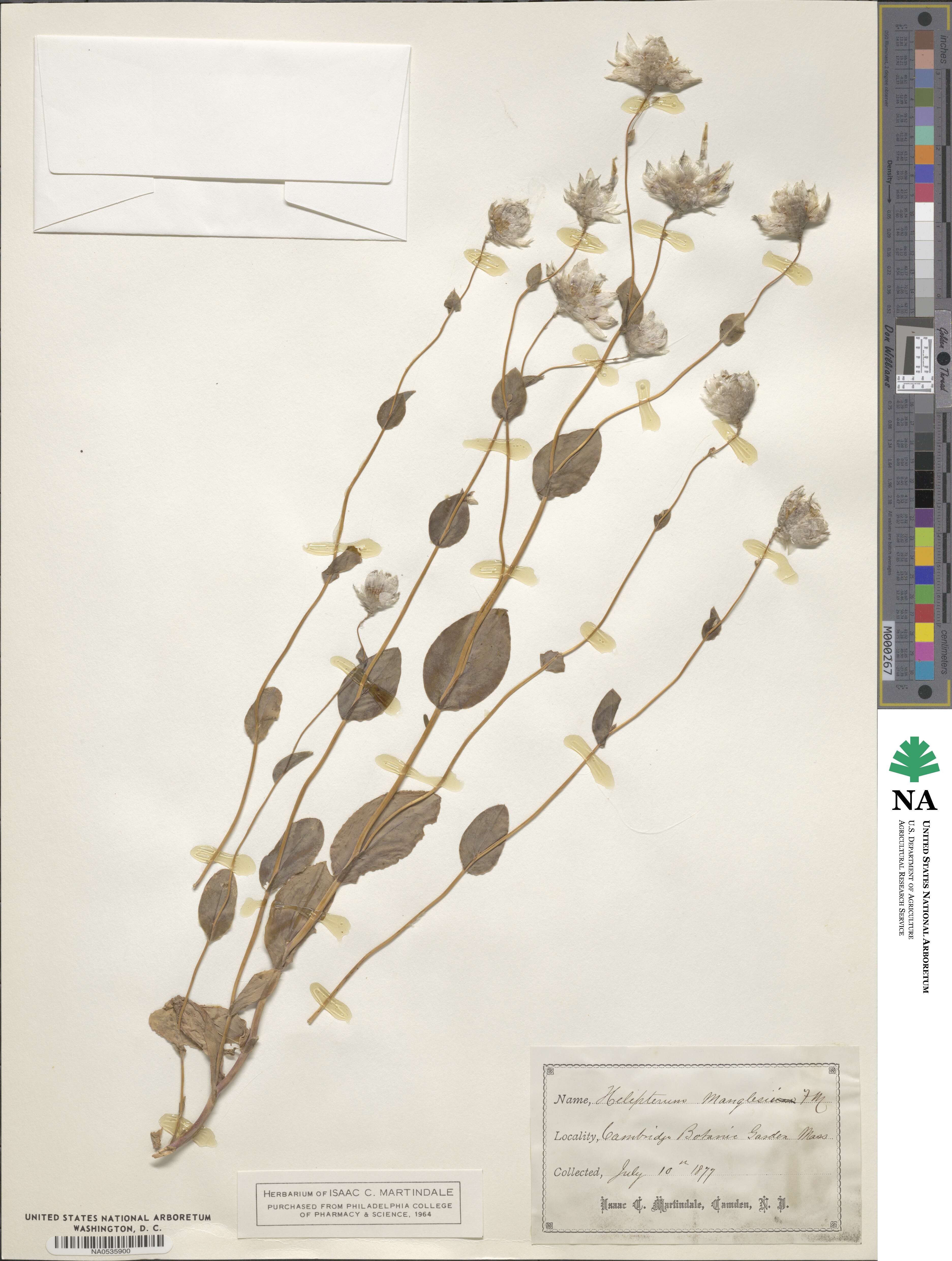 Rhodanthe image