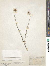 Rhodanthe chlorocephala subsp. rosea image