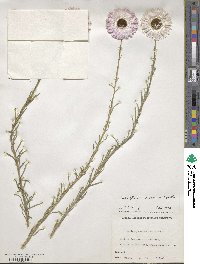 Rhodanthe chlorocephala subsp. rosea image