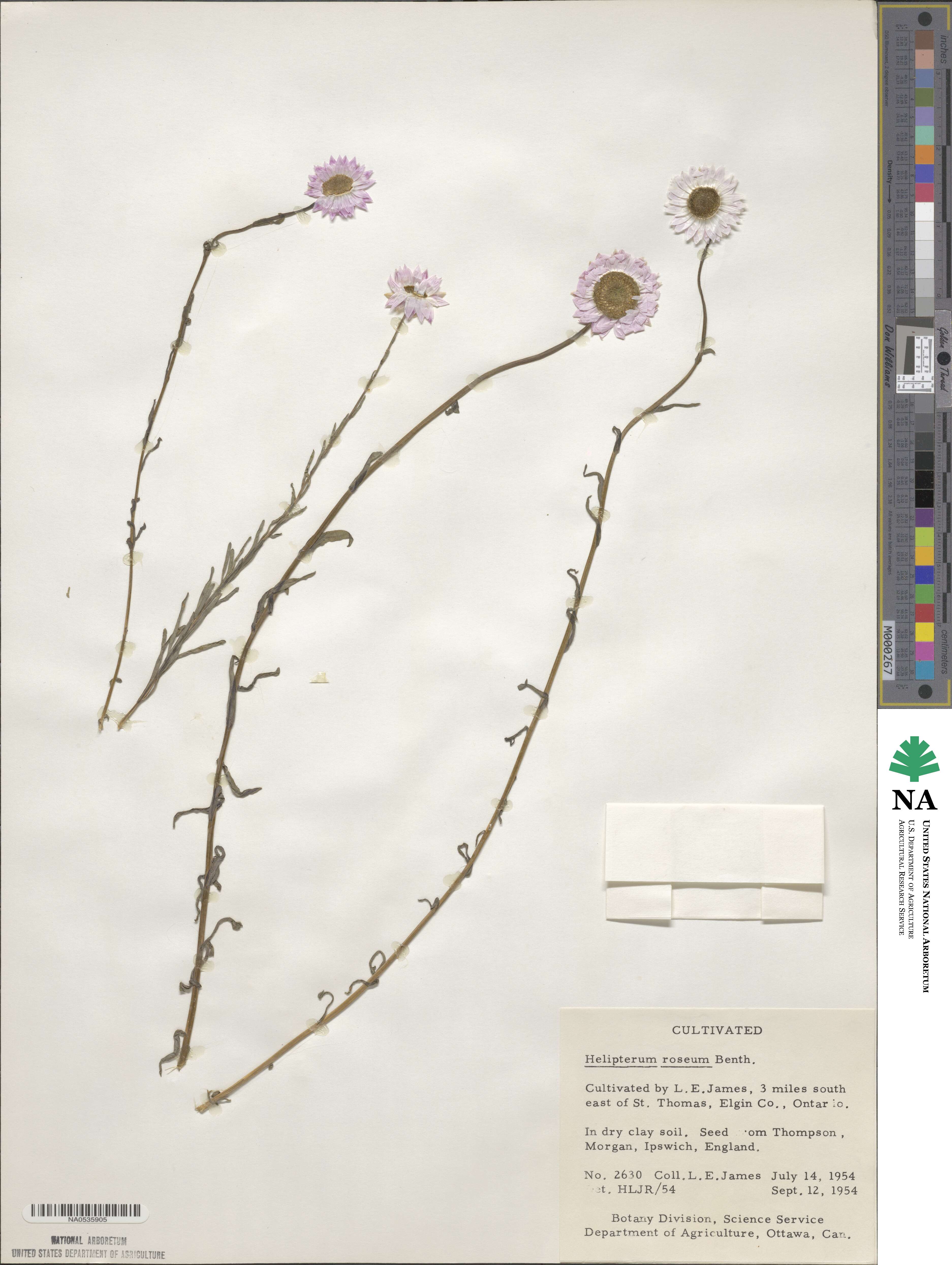 Rhodanthe chlorocephala subsp. rosea image