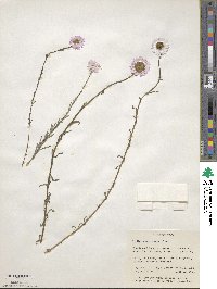 Rhodanthe chlorocephala subsp. rosea image