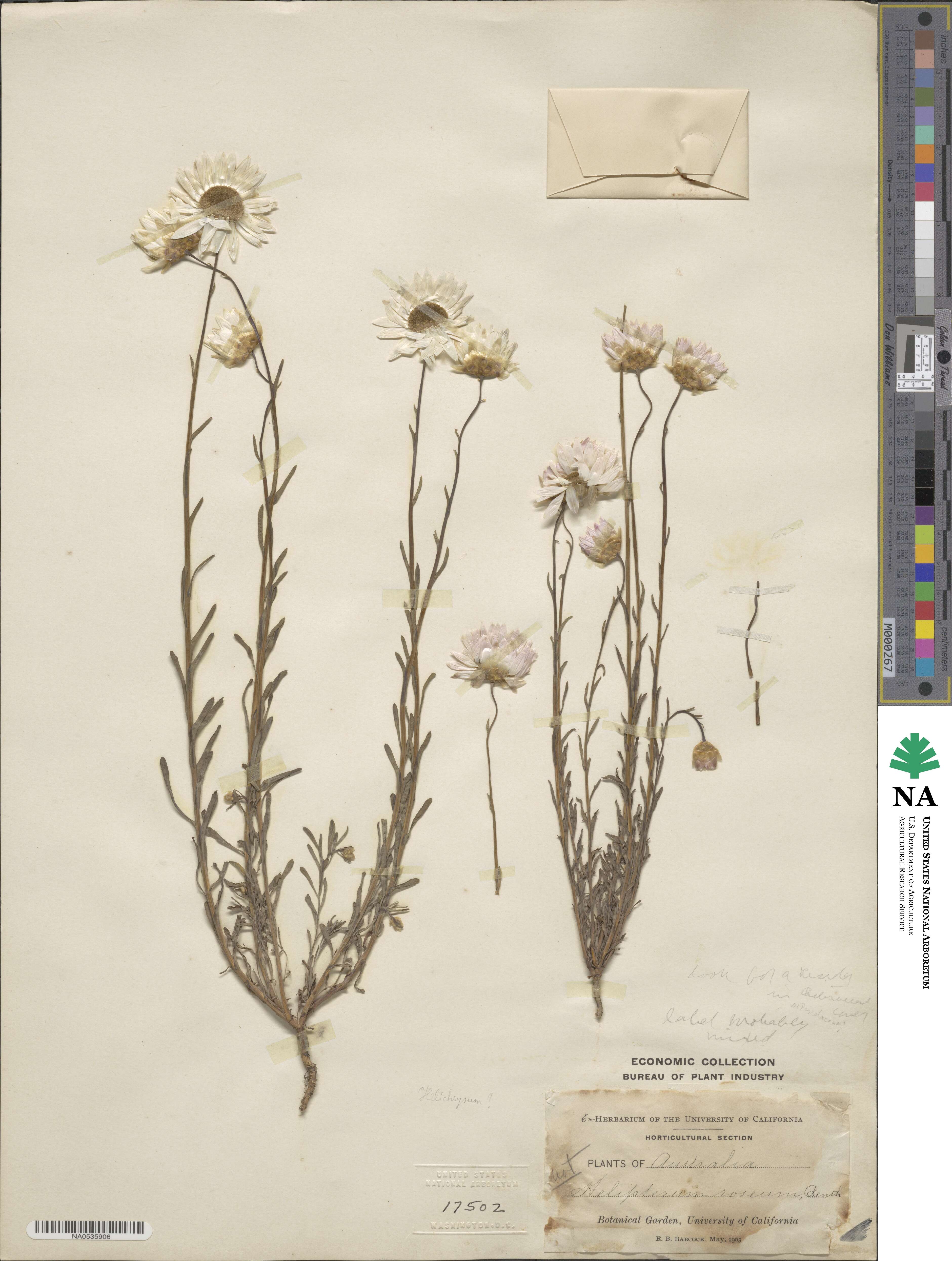 Rhodanthe chlorocephala subsp. rosea image