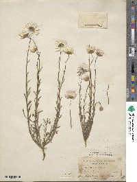 Rhodanthe chlorocephala subsp. rosea image