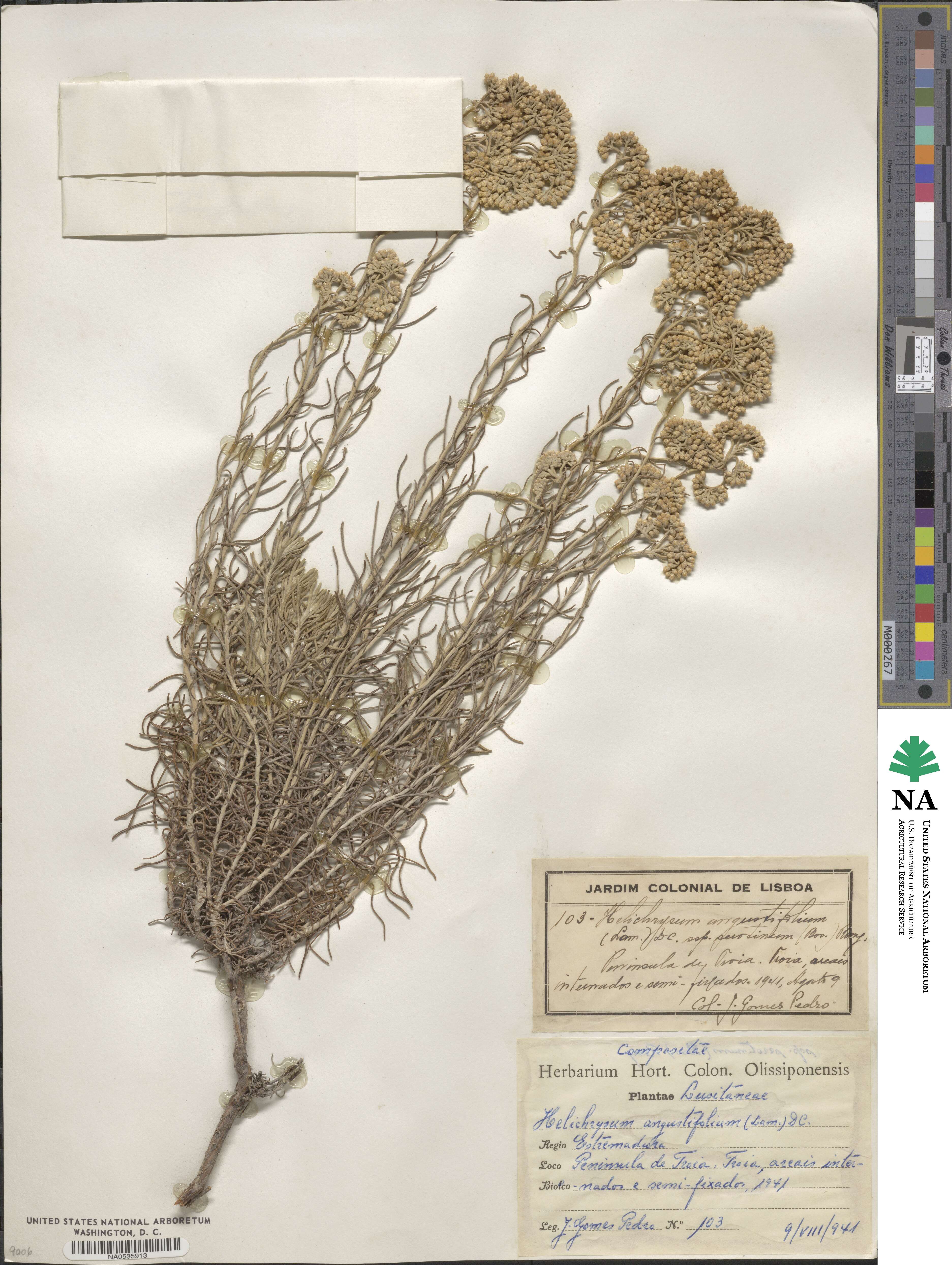 Helichrysum angustifolium image