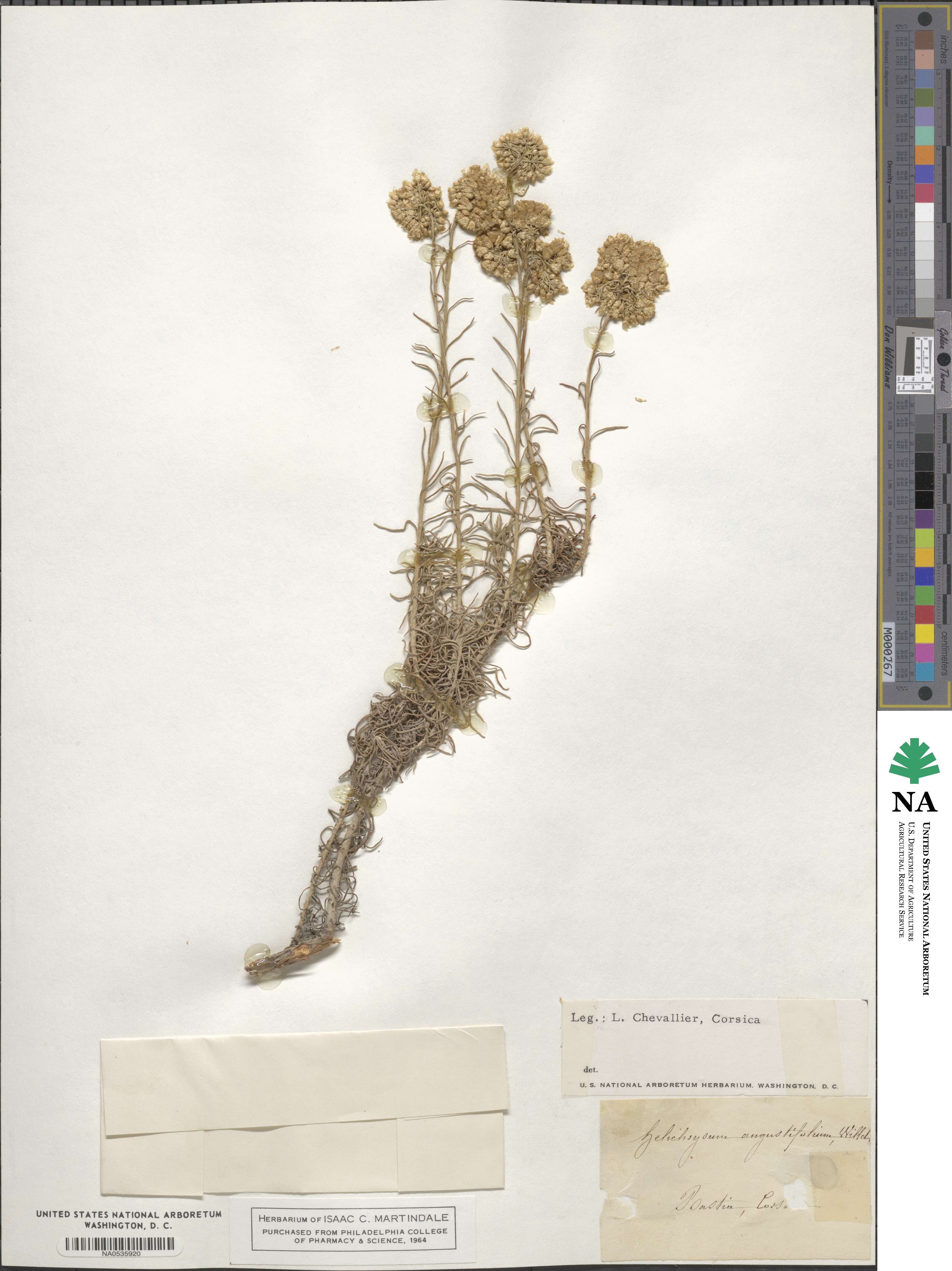Helichrysum angustifolium image