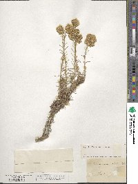 Helichrysum angustifolium image