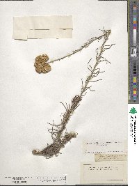 Helichrysum angustifolium image