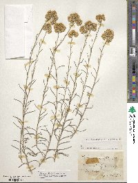 Helichrysum angustifolium image