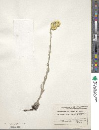 Helichrysum arenarium image