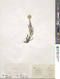 Helichrysum arenarium image