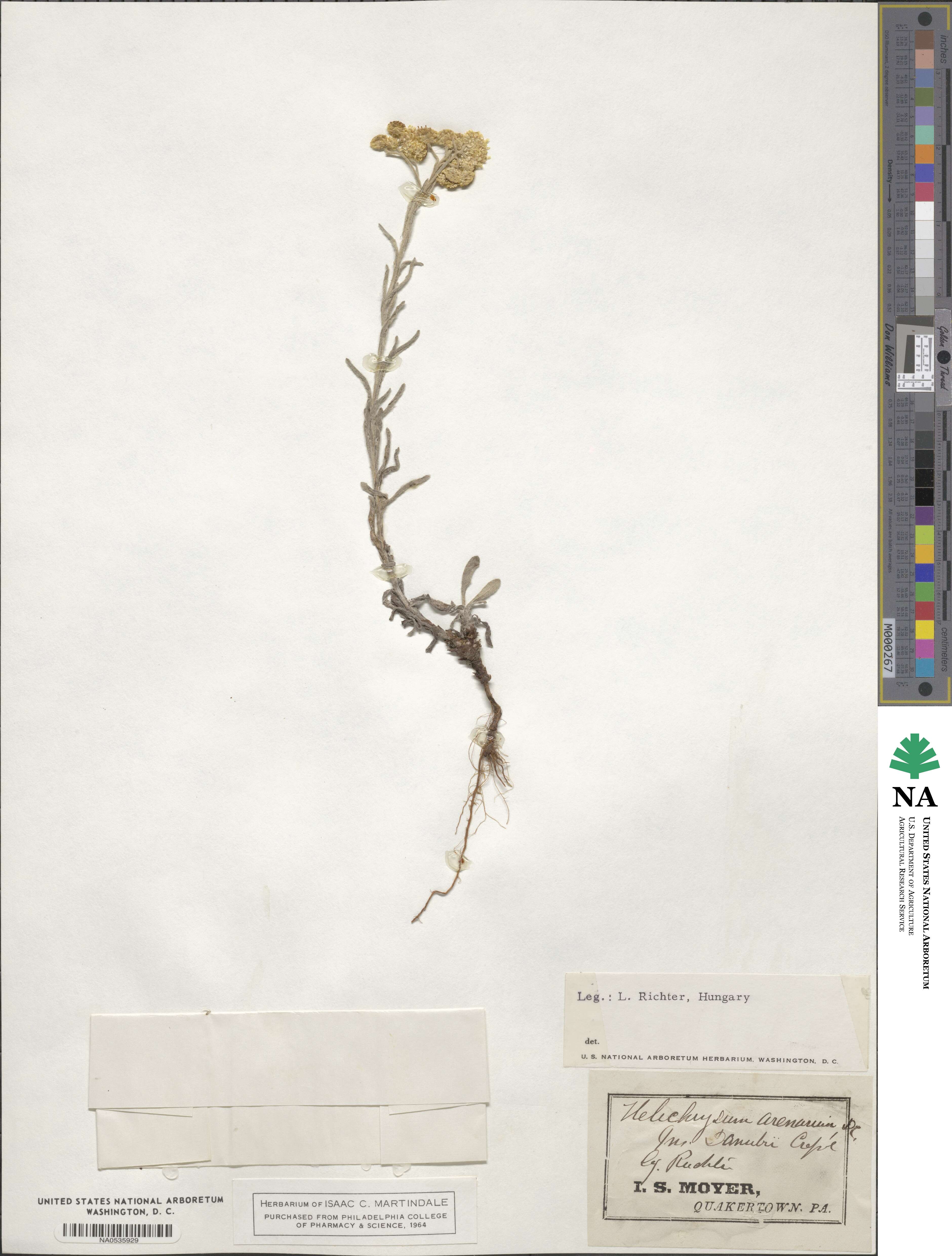 Helichrysum arenarium image
