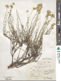 Helichrysum italicum image