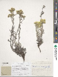 Helichrysum arenarium image