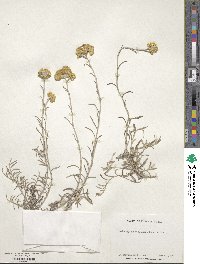 Helichrysum italicum image