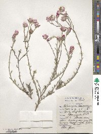 Helichrysum argenteum image