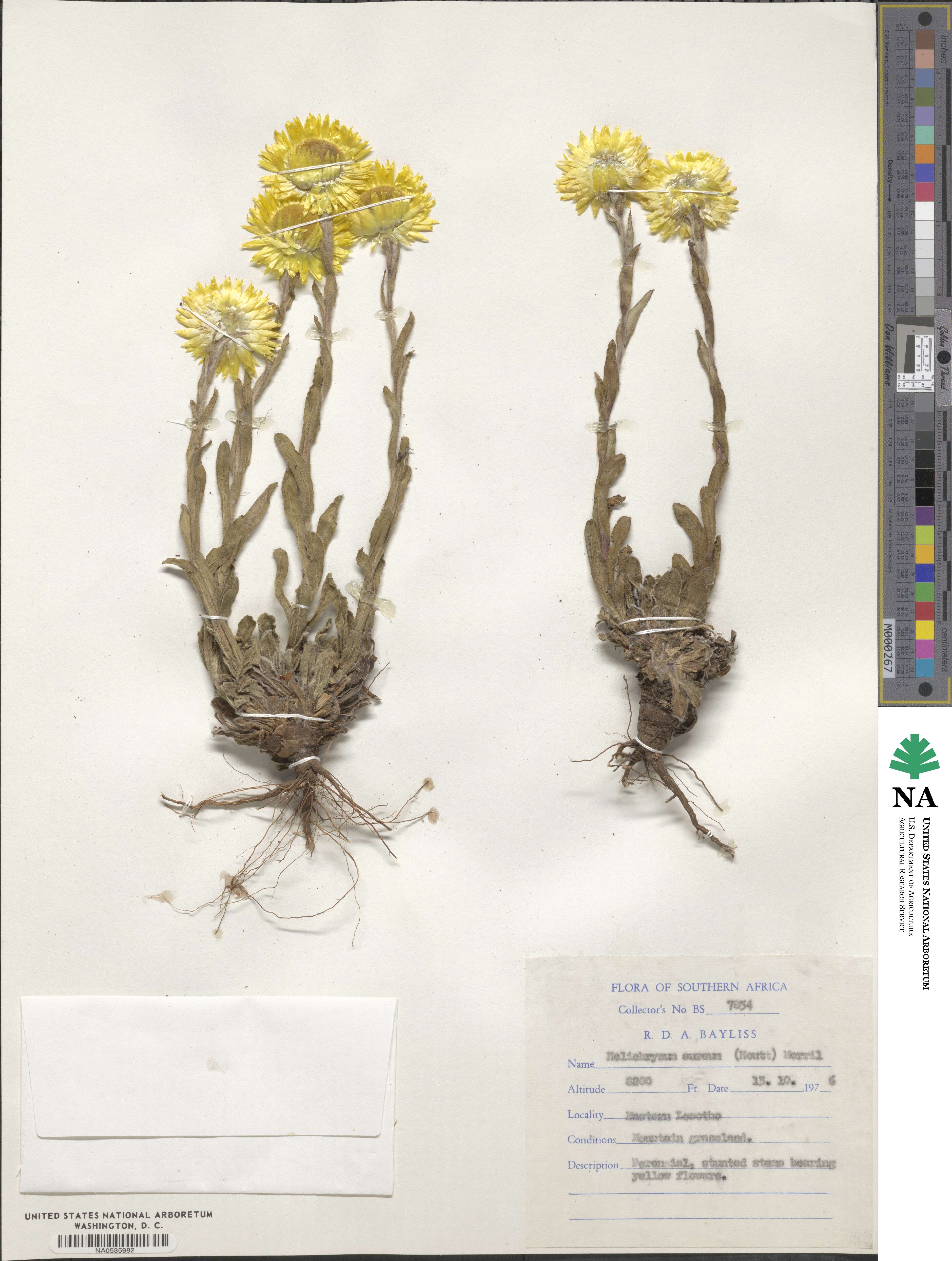 Helichrysum aureum image