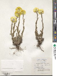 Helichrysum aureum image