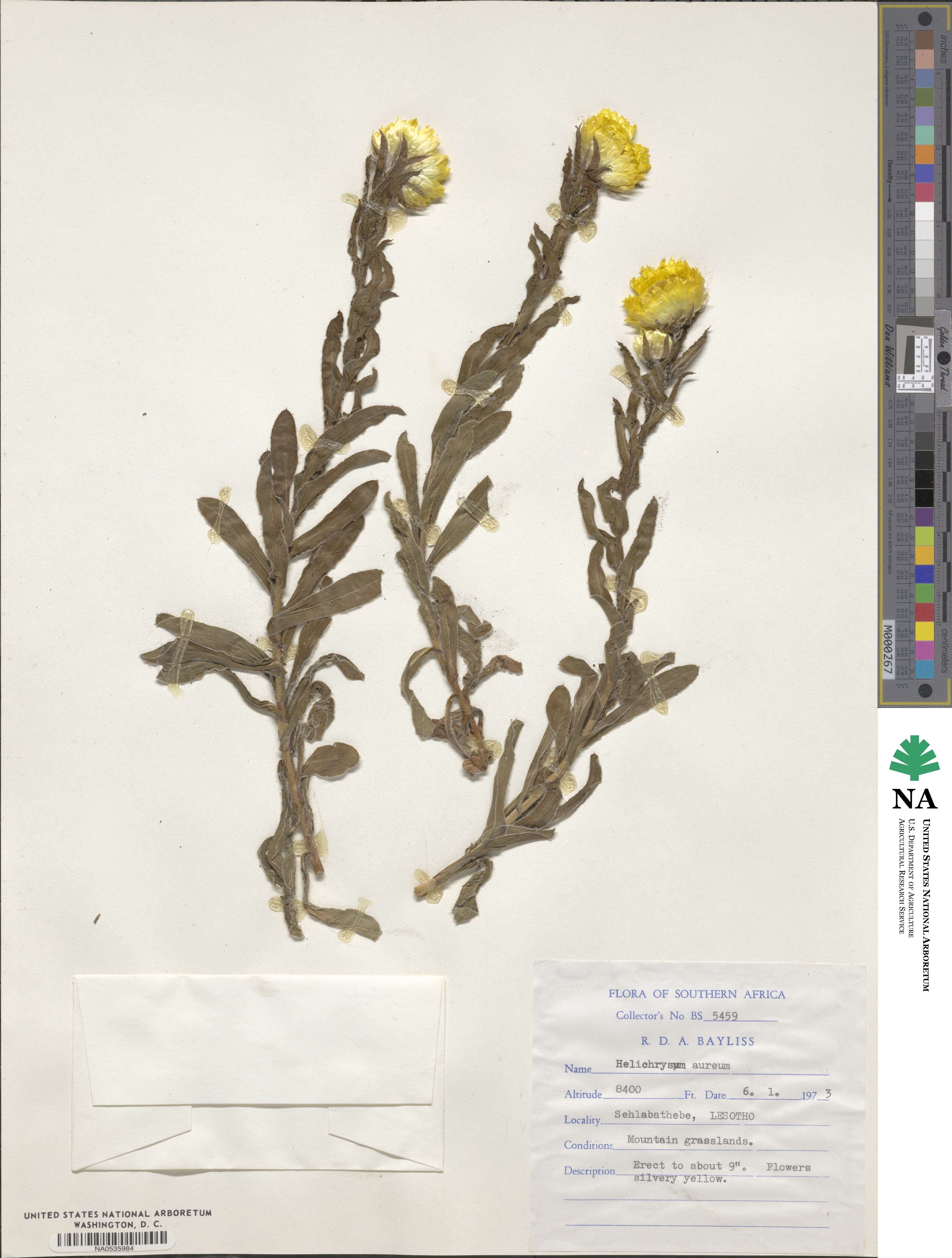 Helichrysum aureum image