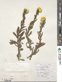 Helichrysum aureum image