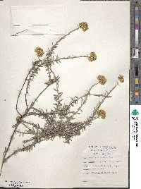 Helichrysum asperum image