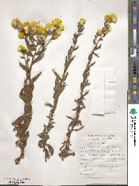 Image of Helichrysum cooperi