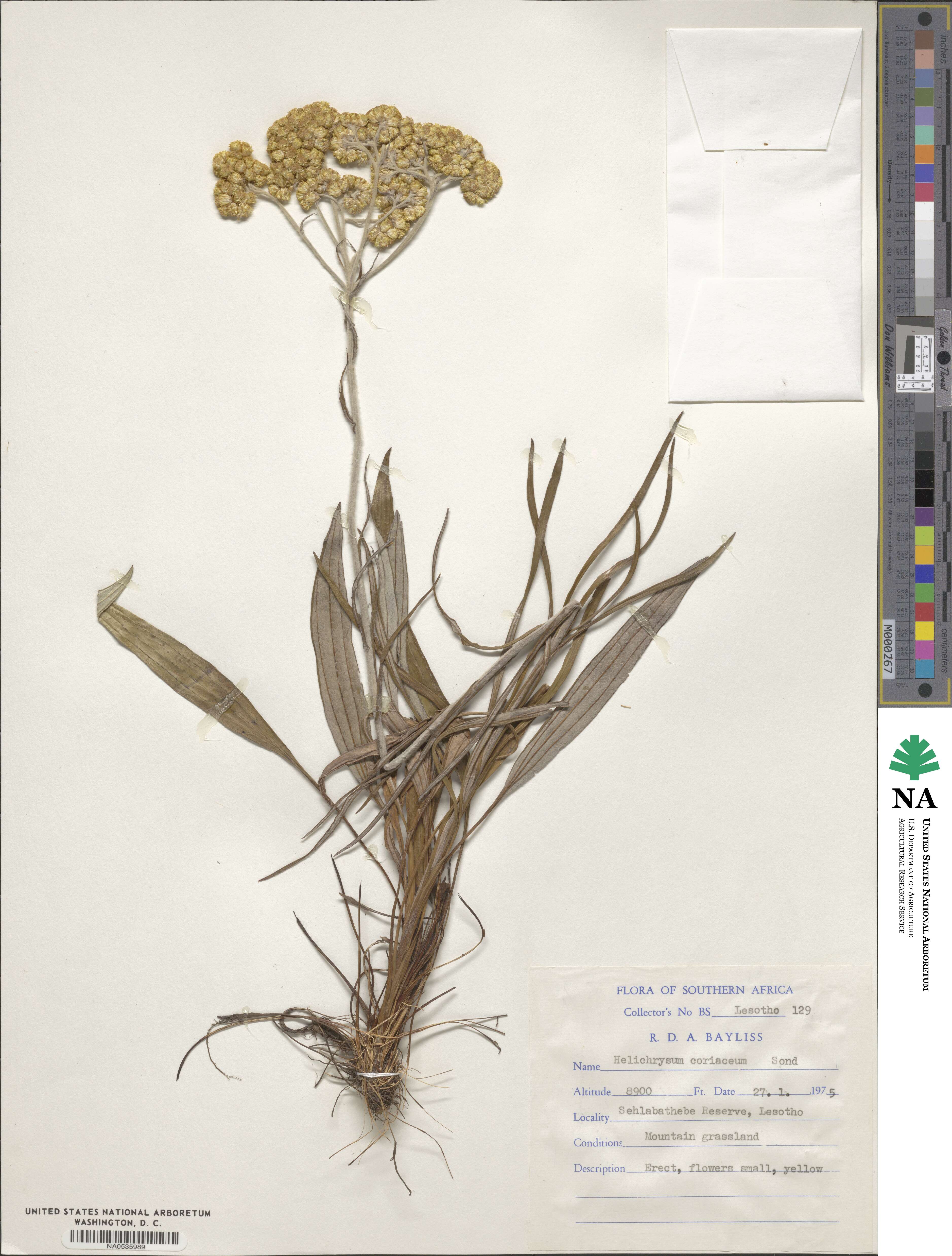 Helichrysum coriaceum image