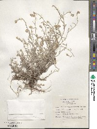 Image of Helichrysum cylindriflorum