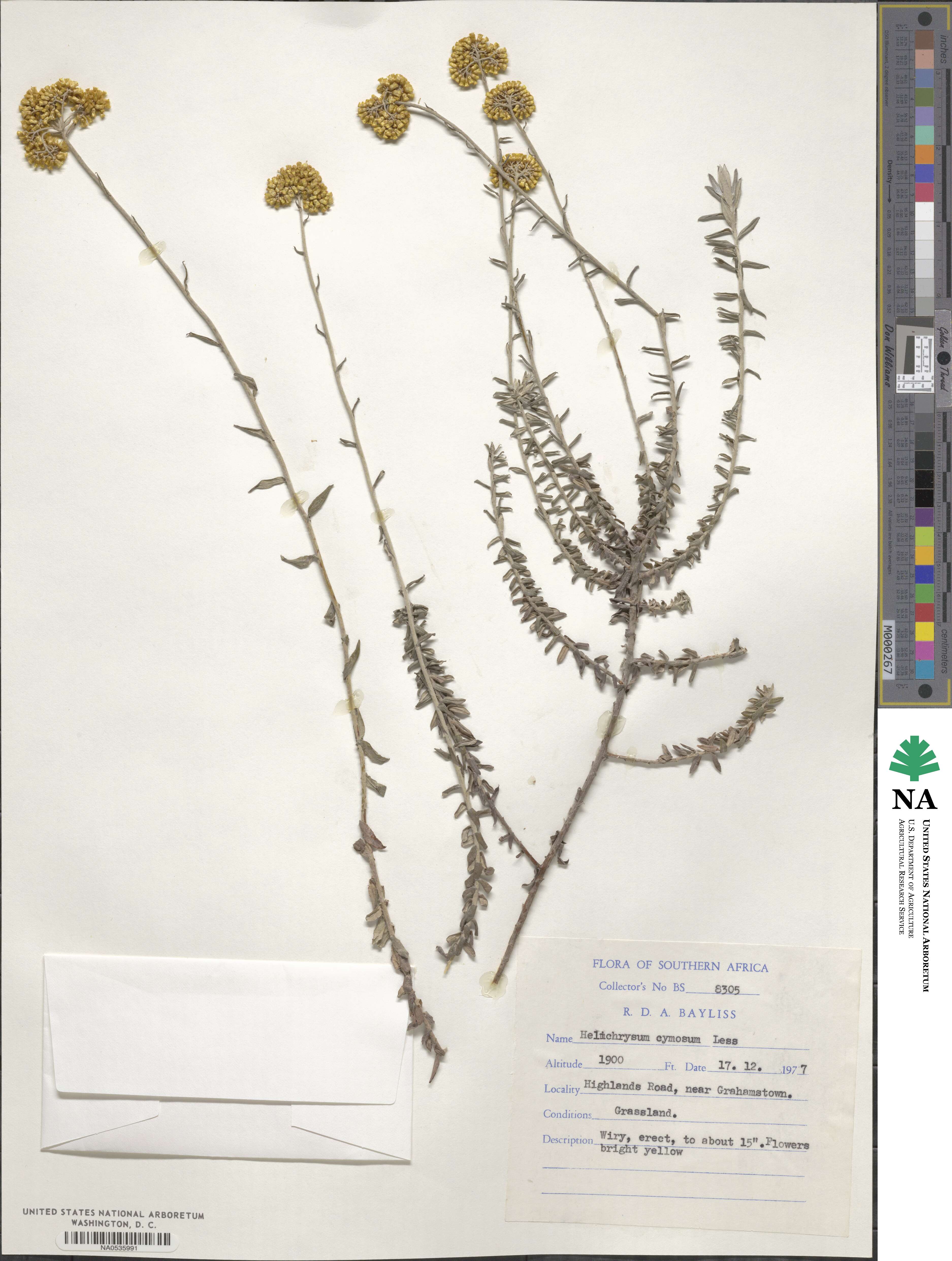 Helichrysum cymosum image