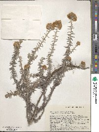 Image of Helichrysum forskahlii