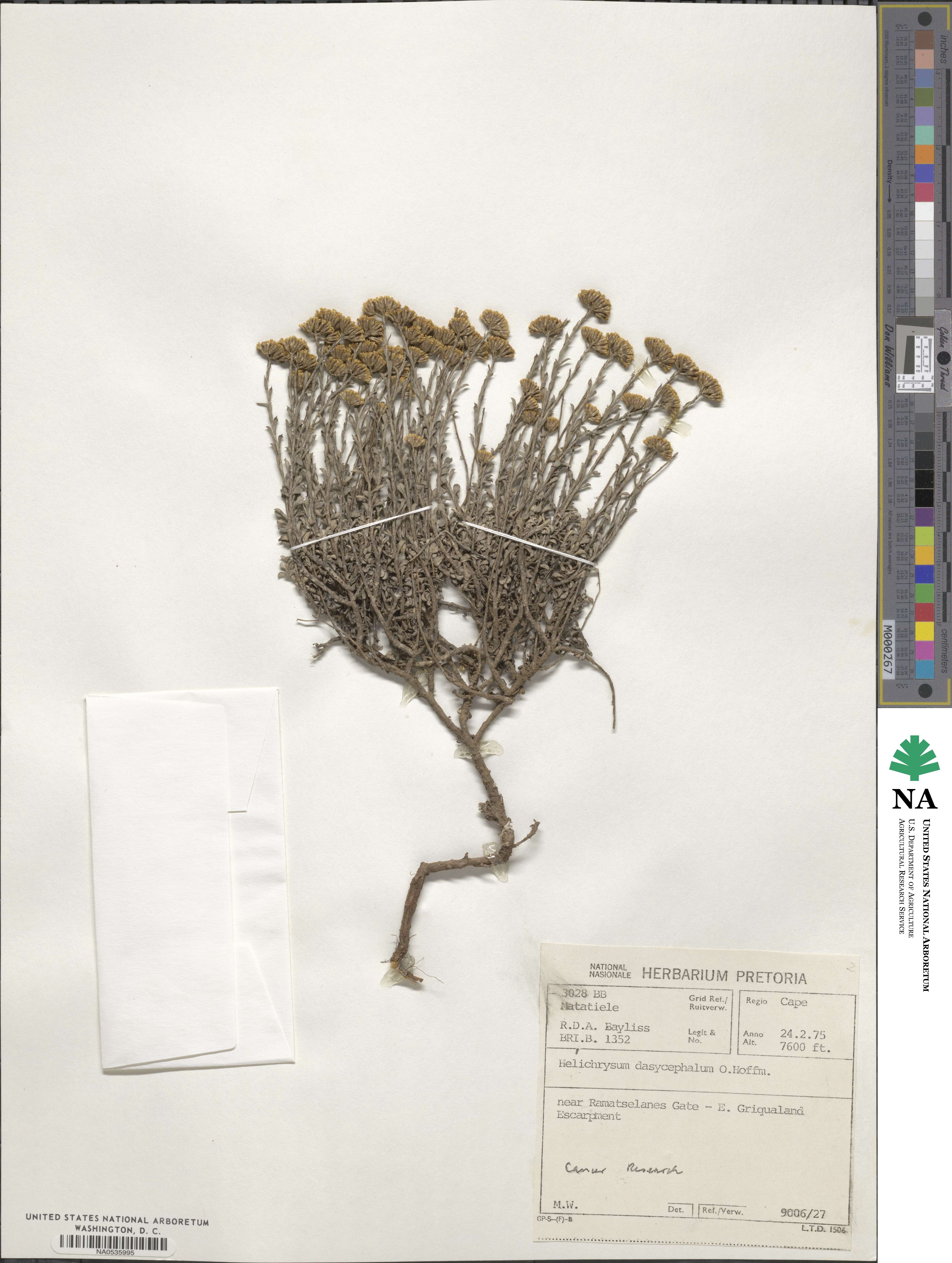 Helichrysum dasycephalum image