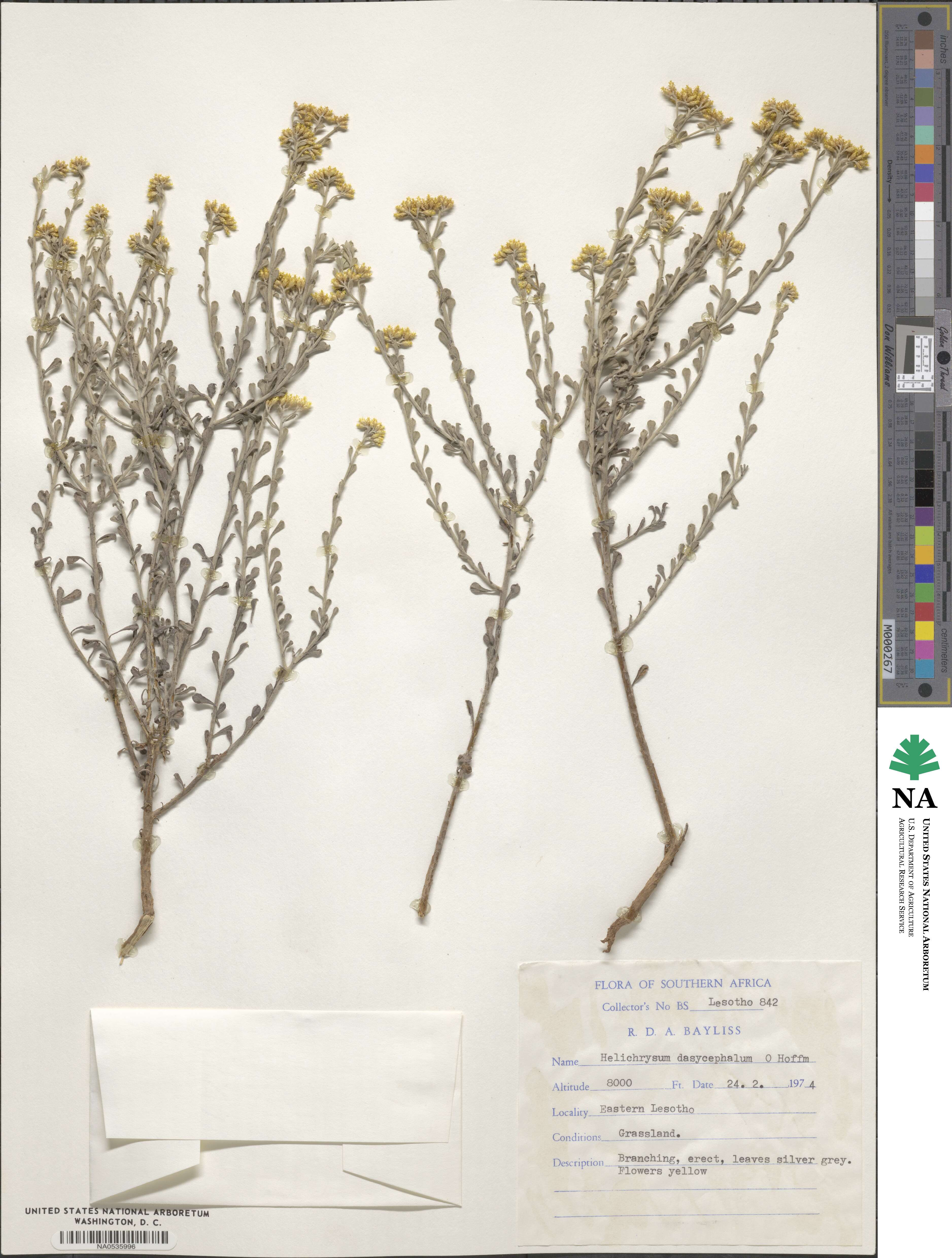 Helichrysum dasycephalum image