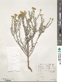 Image of Helichrysum excisum