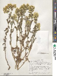 Helichrysum foetidum image