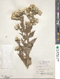 Helichrysum foetidum image